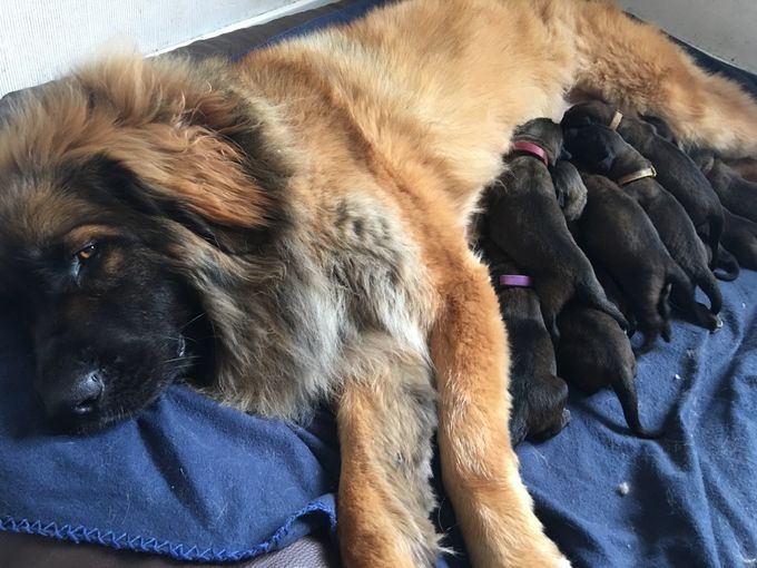 En trött mamma skrållan med sina 11 små underverk fem hanar och sex tikar <3 