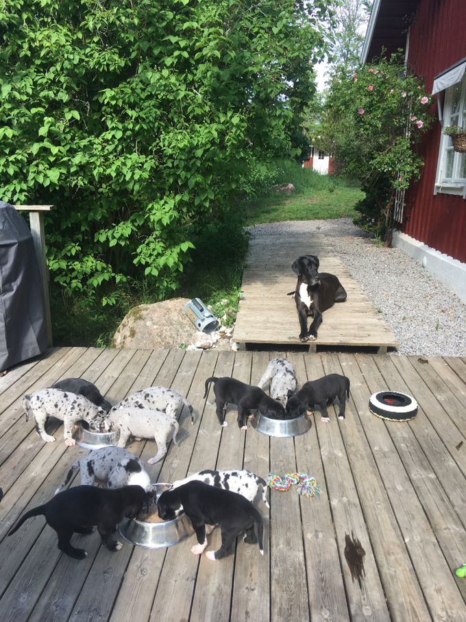 Ellens tredje och sista kull 6 hanar samt 5 tikar varav en liten Harlekin pojke som stannar kvar i Mariestad till vår stora förtjusning !!