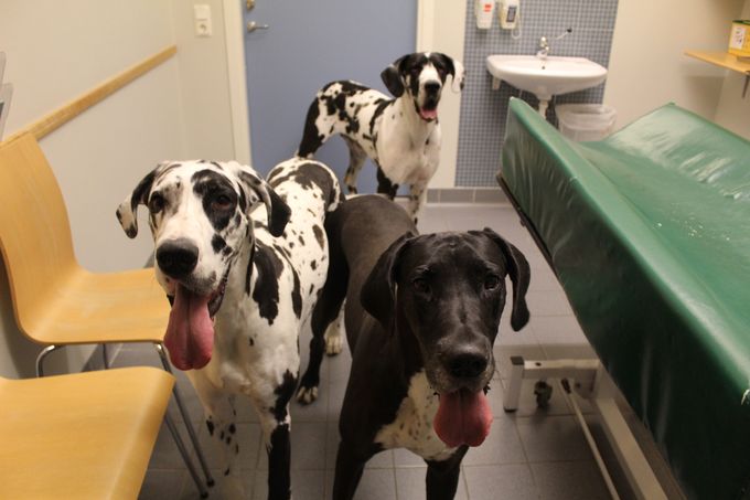 Stella med sin mamma och syster längst bak med hos veterinären för ultraljud den 15 juli en riktigt varm dag <3 